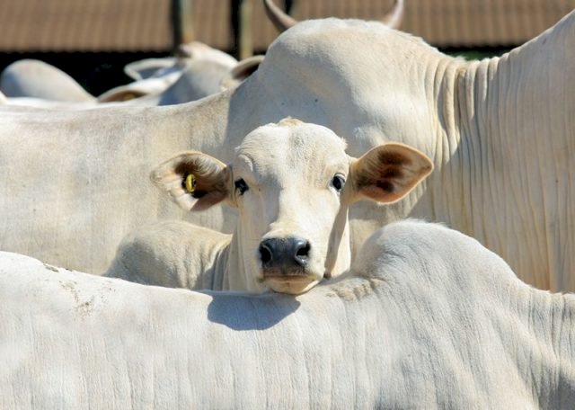 Rastreabilidade bovina é tema de debate no Mato Grosso BataNews