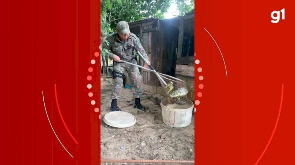 Idosa Encontra Sucuri De Tr S Metros Comendo Galinha No Quintal De Casa