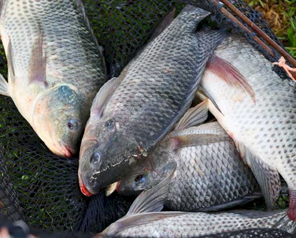 Levantamento do Senar/MS projeta um aumento de 143% na venda de pescado para a próxima Semana Santa