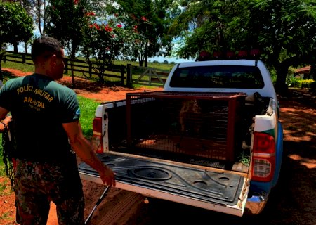 Polícia Ambiental captura e faz soltura de veado que se protegeu em horta de fazenda em Nova Andradina