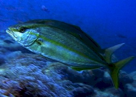 Entenda o que é a ‘doença da urina preta’ causada por ingestão de peixe contaminado