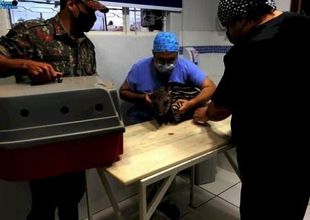 PMA de Batayporã recebe filhote de anta com ferimentos e veterinários voluntários executam cirurgia de urgência