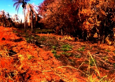 PMA de Batayporã autua usina sucroenergética em R$ 15 mil por incêndio em matas protegidas