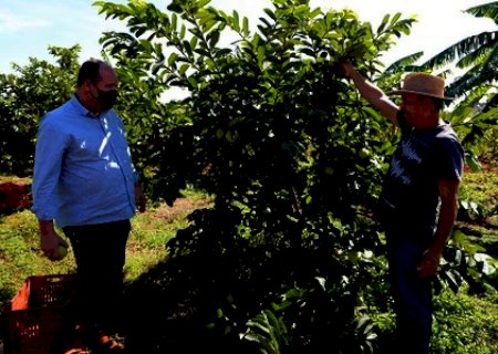 NOVA ANDRADINA-MS: AGRICULTURA FAMILIAR TRAZ SUSTENTO E DIGNIDADE ÀS FAMÍLIAS
