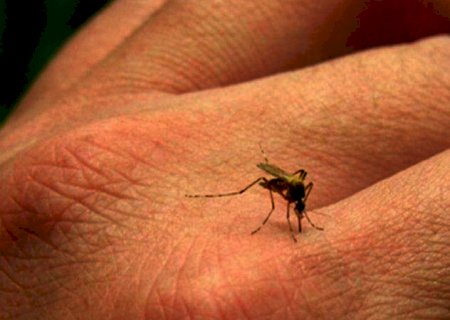 Com 5,3 mil casos, MS segue como 2º com maior incidência de dengue do Brasil