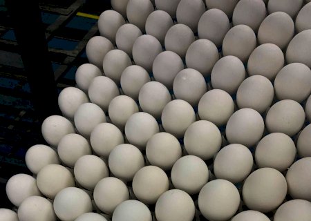 Butanvac: o desafio de obter 20 mi de ovos para produzir a vacina