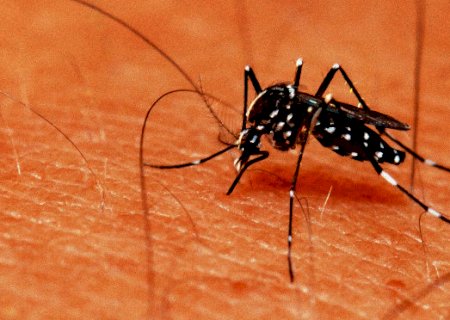 SES realiza web aula sobre ‘Manejo Clínico de Chikungunya’