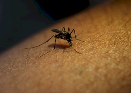 Ministério da Saúde alerta para riscos de dengue no período chuvoso
