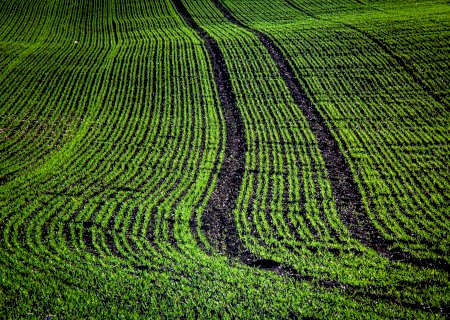 Plantio da soja chega a 86% no Brasil, aponta consultoria
