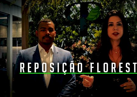 Qual a necessidade de se fazer Reposição Florestal e como funciona? Saiba tudo