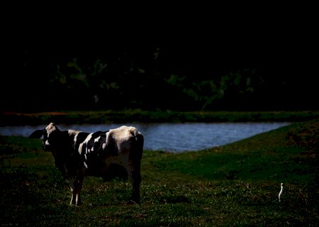 Senar lança cartilhas de piscicultura e agroindústria de leite