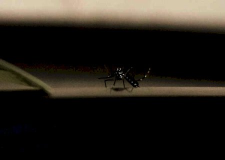 Há uma semana do fim do ano, sete municípios não registram casos de dengue em M