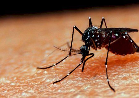 Taxa de mortalidade de doenças negligenciadas aumenta durante pandemia