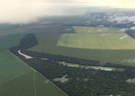 Governo lança operação contra desmatamento na Amazônia