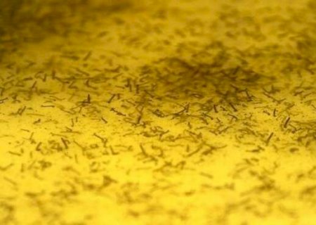 Homem de 46 anos é a 2ª vítima da dengue no Estado em 2022