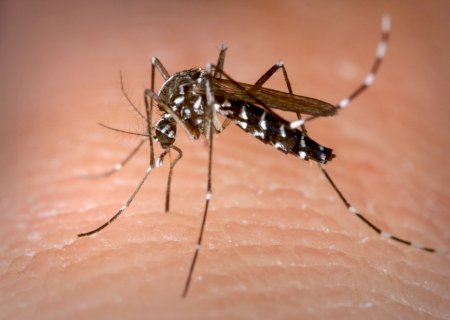 Casos de dengue crescem 85% no Brasil e voltam a preocupar. MS é o 10º estado  com maior incidice circ;ncia
