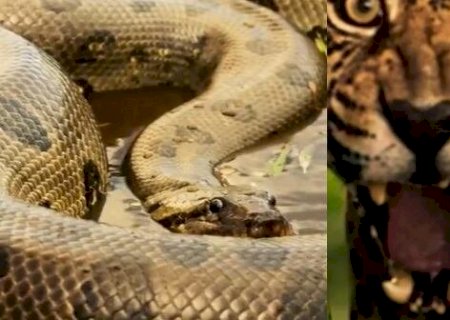 Sucuri e onça da novela Pantanal não são do Pantanal