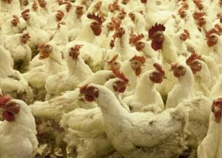 Frango: Exportações do Brasil devem aumentar em 9% em 2022, diz USDA