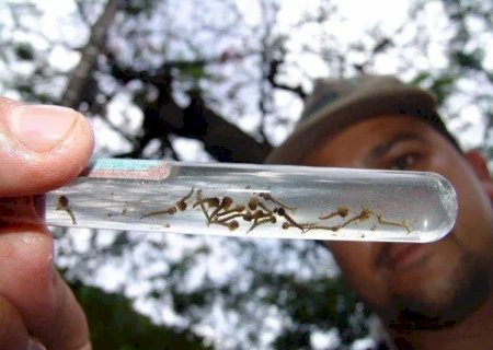 Ivinhema e Angélica estam entre as 51 cidades com alta incidência de dengue; saiba quais municípios mais preocupam.