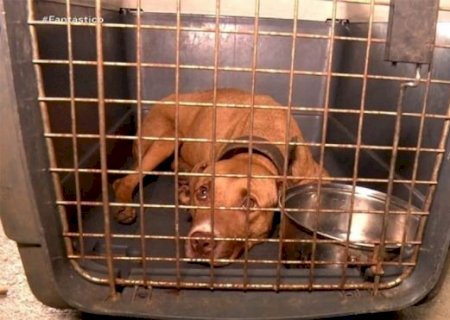 Diabetes também acomete cães e o problema é sério, alerta especialista