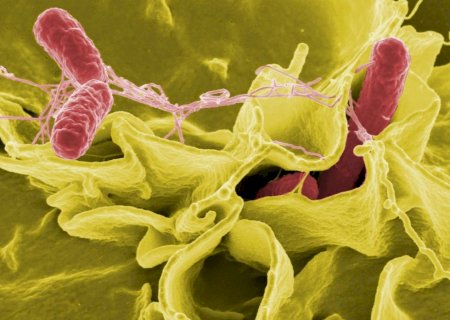 Bactérias causadoras da febre tifoide estão cada vez mais resistentes a antibióticos