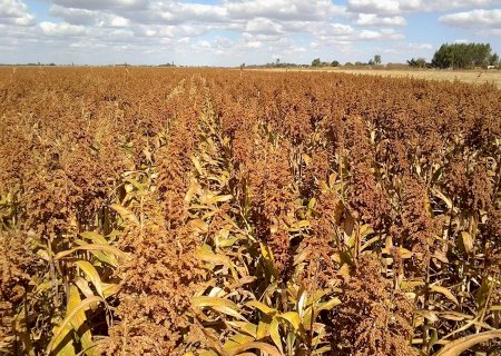 Farinha de sorgo reduz gordura no fígado, aponta estudo