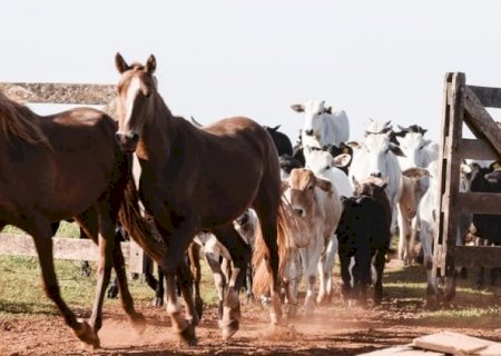 Raiva é fatal para rebanhos e pode ser prevenida com vacinação