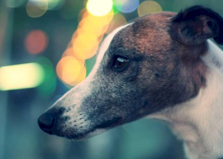 Varíola dos macacos: humanos podem passar doença para pets? Entenda