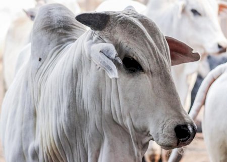Brasil pode ter recorde de exportações de carne bovina