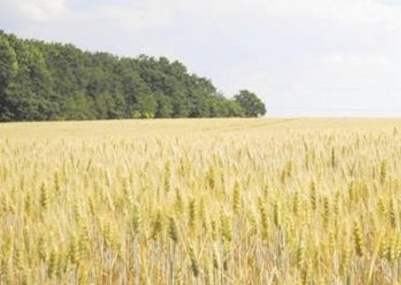 Brasil vai produzir 20 milhões de toneladas de trigo na safra 2029/30