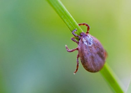 Febre maculosa: saiba como evitar e tratar a doença transmitida por carrapato