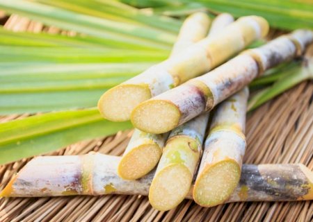 Moagem de cana-de-açúcar cresce para 26,34 milhões toneladas na primeira quinzena de novembro