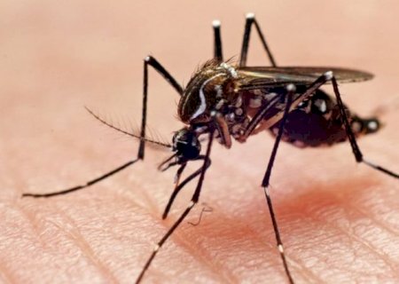 Por que algumas pessoas atraem mais mosquitos que outras?