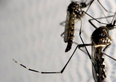 Entenda a diferença entre pernilongo e mosquito da dengue
