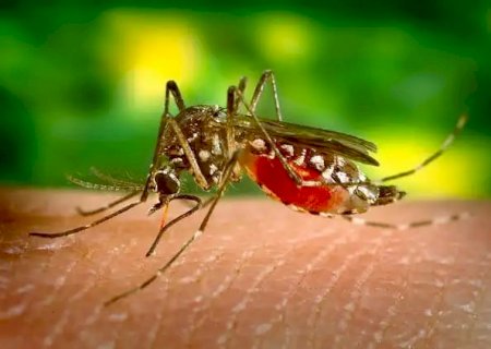 Batayporã: Dengue: Com aumento de números de caso, todo cuidado é pouco