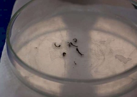 Casos de dengue aumentam 170% em 2022 e matam nove a mais que há dois anos