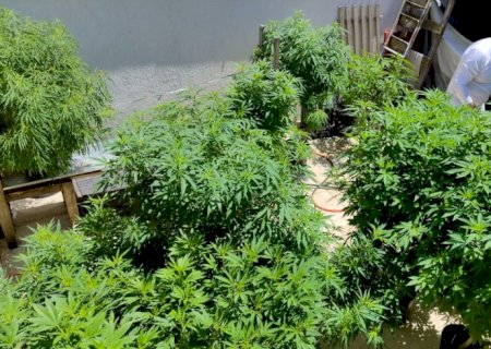Venda nas farmácias de produtos à base de cannabis cresce 342,3%