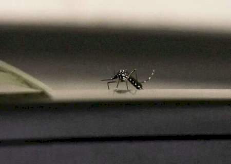 Dengue pode infectar mesma pessoa até 4 X, com sintoma mais grave