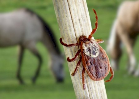 Febre maculosa: saiba como evitar e tratar a doença do carrapato