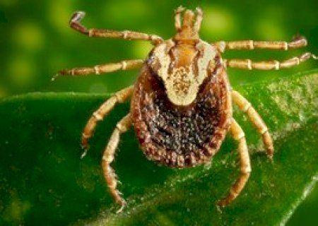 Febre maculosa matou 4 em cada 10 pacientes no Brasil em 2022; saiba como se proteger