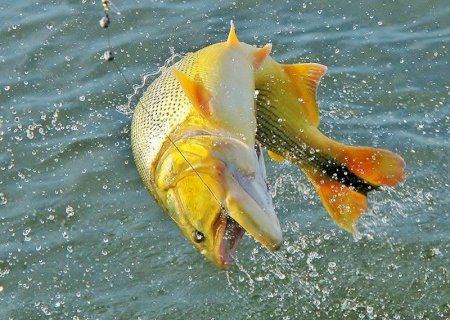 Taquarussu vai realizar primeiro torneio de pesca esportiva