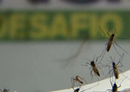 MS registra 526 casos confirmados e duas mortes por dengue
