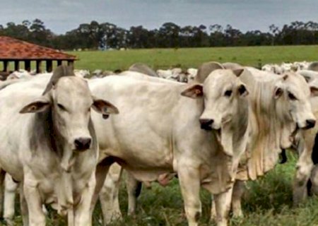 Arroba de boi gordo continua em alta e já subiu mais de 17% neste mês