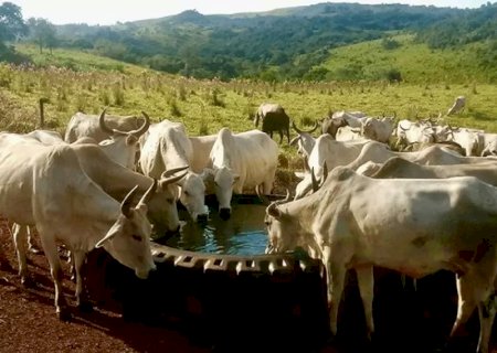 Gado pode ganhar mais peso com água ofertada em bebedouros