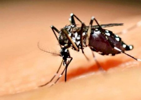Período de chuvas e altas temperaturas: SES reforça cuidados para evitar criadouros da dengue