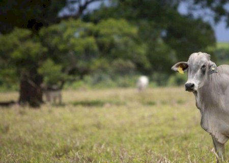Preços do boi gordo sobem no Brasil, impulsionados pela demanda