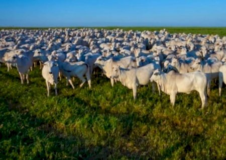 Mercado de boi gordo segue com preços sustentados no Brasil