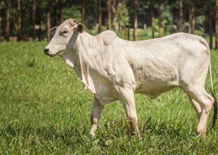 Queda na cotação da vaca gorda