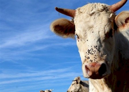 Bovinos: negócios acima da referência de preços