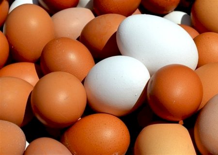 Os ovos podem prevenir os cânceres mais comuns?